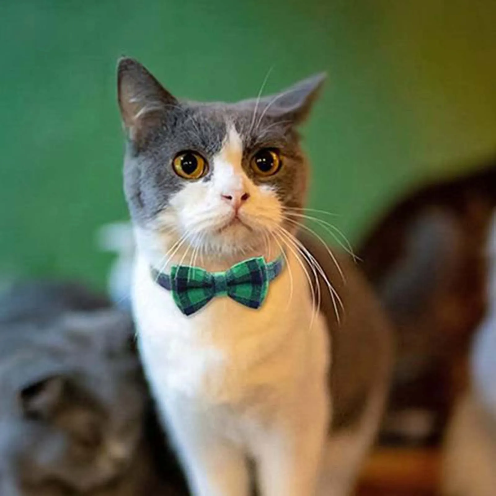 Кошки как справиться. Кошка с бантом. Кот в галстуке на аву. Ошейник бантик для кошек купить.